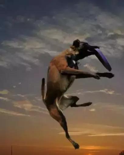 运动能力最强的宠物,动物中的运动健将