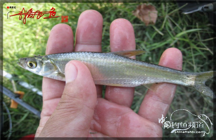 户外野钓小河沟七星鱼,鲫鱼野钓小河沟