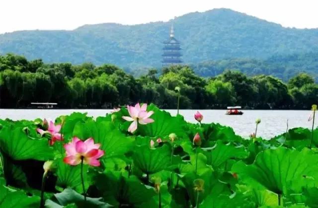 西湖边可以临湖的茶馆推荐,西湖最好茶楼排名