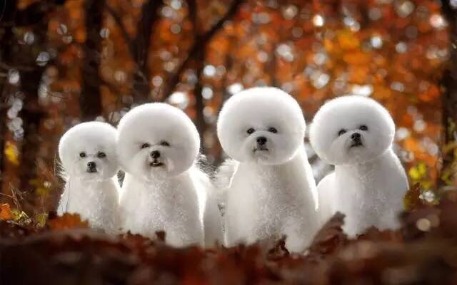 和狗狗有关的短句,关于狗的经典语录有哪些