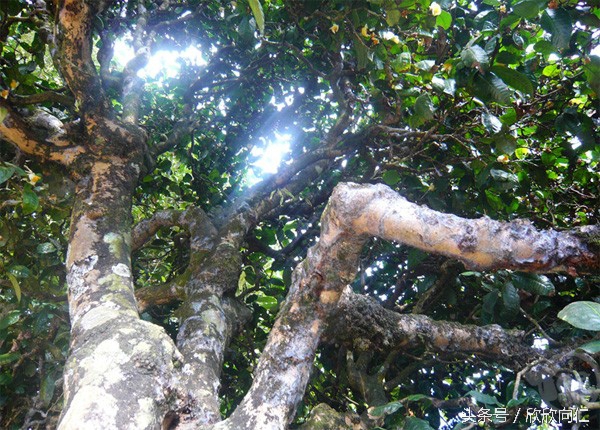 普洱茶30秒入门,普洱茶直播入门知识