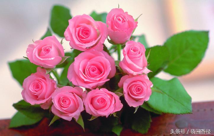 你知道七夕的意义吗,七夕节最好看的玫瑰花