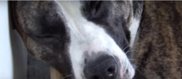 母狗第一次生宝宝，在主人的帮助下顺利生产，下一幕出现特大惊喜