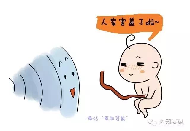 B超三维彩超区别,普通b超能看清胎儿颅内结构吗