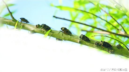 荨麻疹草药治疗法,中药治荨麻疹的最好方法