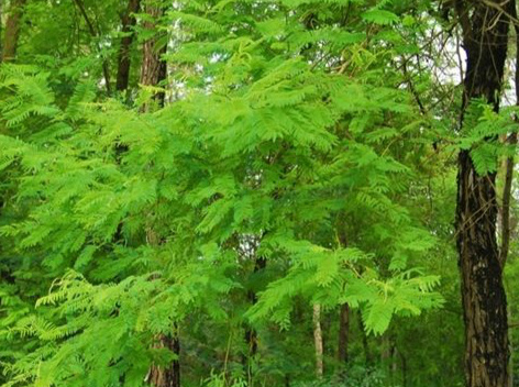 口腔溃疡放点茶叶末有用吗,口腔溃疡痛喷什么药