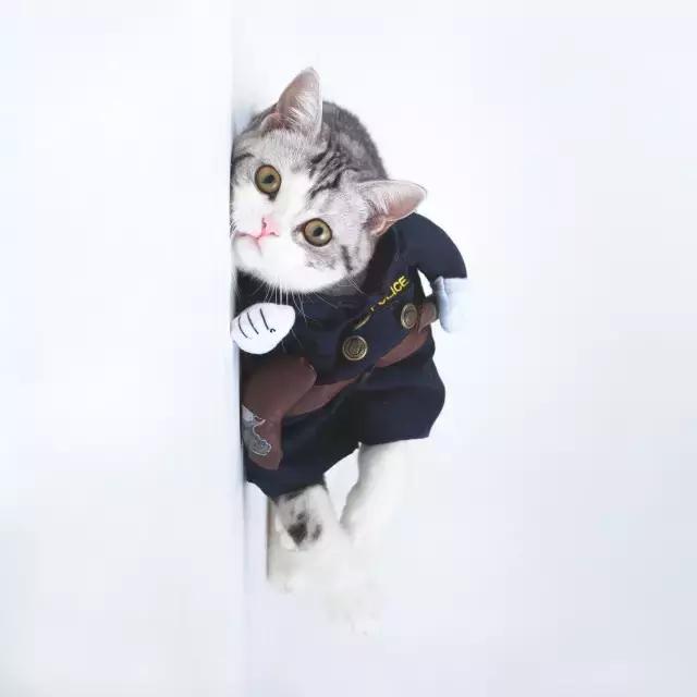 阅狗无数，看铲屎官摄影师如何用宠物来“撩妹”