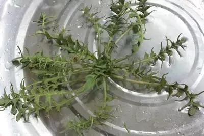 降脂减肥的野菜,清肠通便的野菜有哪些