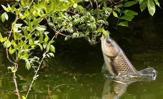 海竿水怪可以钓草鱼吗,海竿串钩挂什么钓草鱼