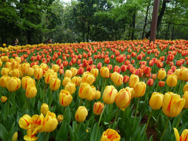 最新长沙旅游推荐,去长沙旅游必去的景点有哪些