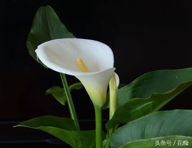 马蹄莲其实是这样养的，你做的对吗？