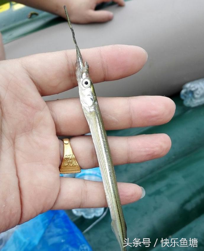 第一次钓鱼收获不错,晨钓该钓浅还是深