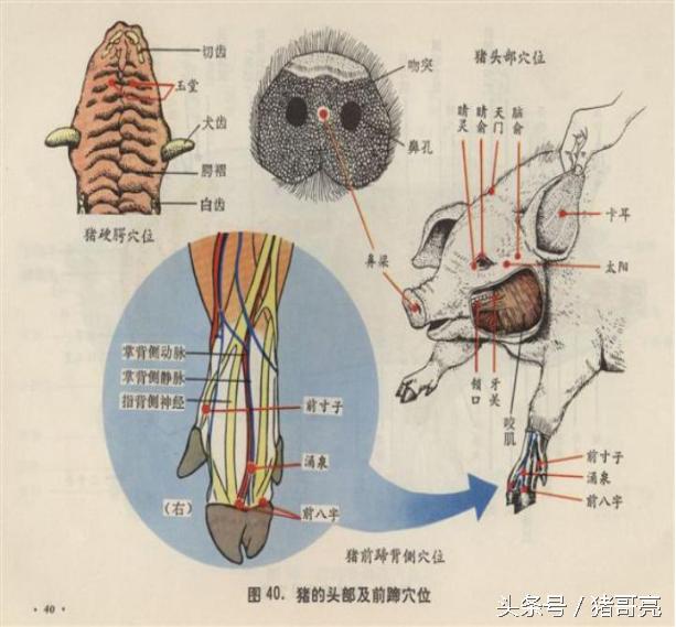 猪针灸,养猪可以针灸吗