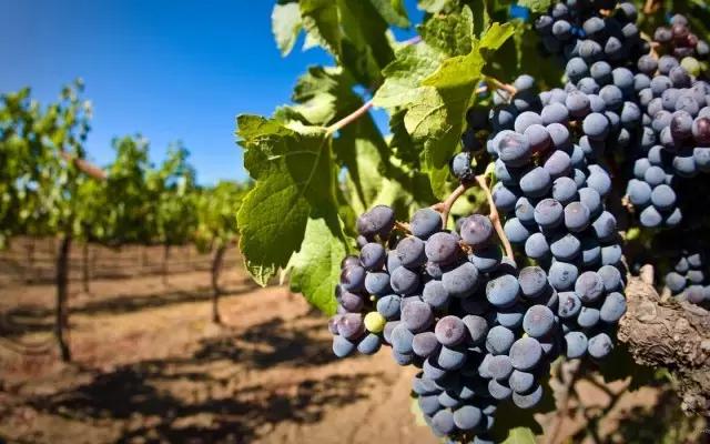 女人气血不足有白发该吃什么补呢,40多岁的女人气血不足怎么调理