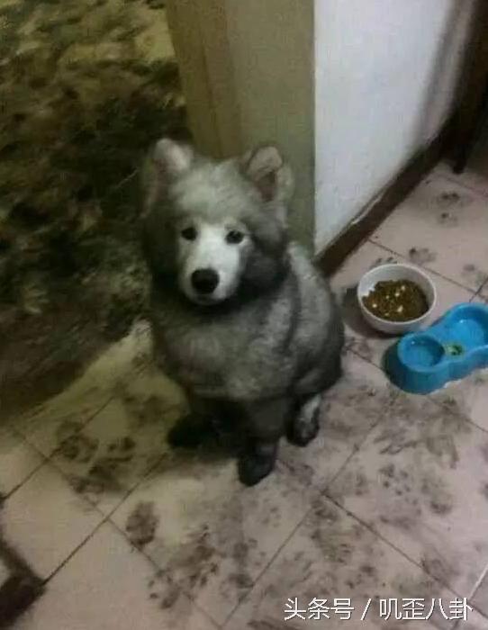 网友丢了一只萨摩耶,被主人遗弃的萨摩耶后续