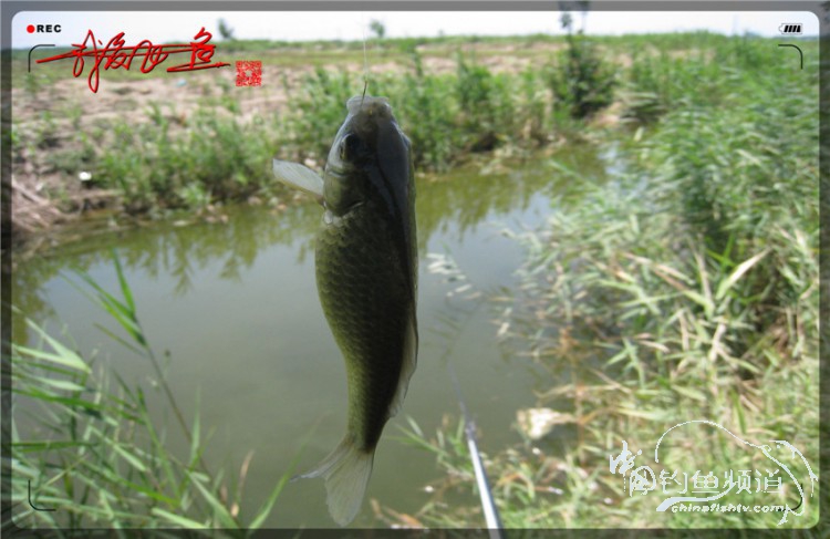 户外野钓小河沟七星鱼,鲫鱼野钓小河沟