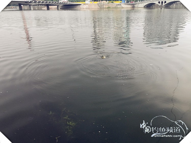 早起的鸟儿有虫吃动画,早起的鸟儿有虫吃故事