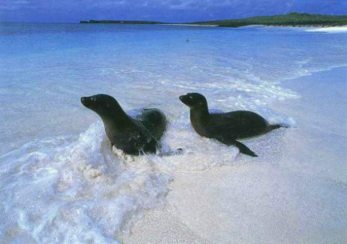 山海经灵兽与神兽的区别,山海经神兽历史9