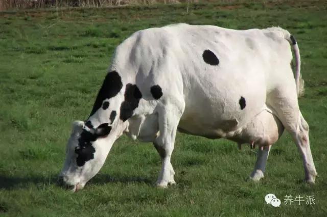 孕牛270多天的胎动症状,怎么缓解胎动给孕妇的不适感