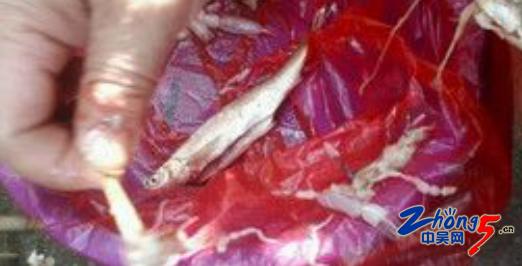 鱼吓坏宝宝,吓宝宝的鱼