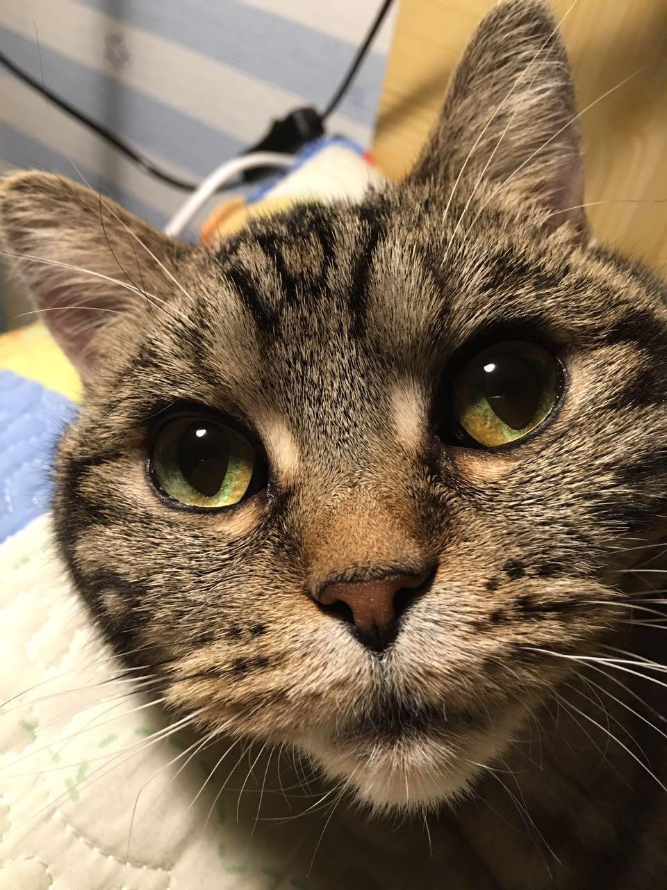 宠物大头照特效,宠物大头头像