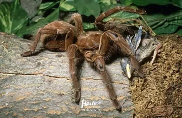 海南特产椰奶清补凉12罐86元包邮 (淘宝上的海南特产比实体店便宜)