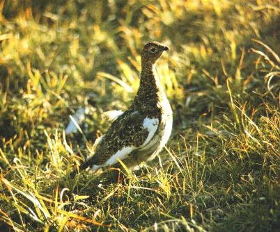 这个公然买卖美女的国家,引起了全世界单身汪的注意