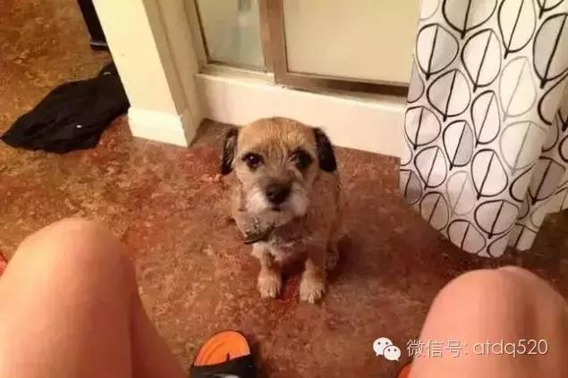 主人上厕所狗狗会想什么,狗狗为什么在上厕所时会看着你