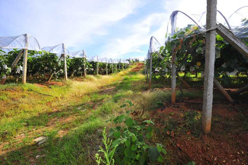 长沙周边烤全羊农家乐,长沙周边采摘农家乐