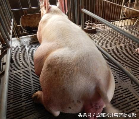 子宫内膜炎治疗方案,猪子宫内膜炎用什么药物