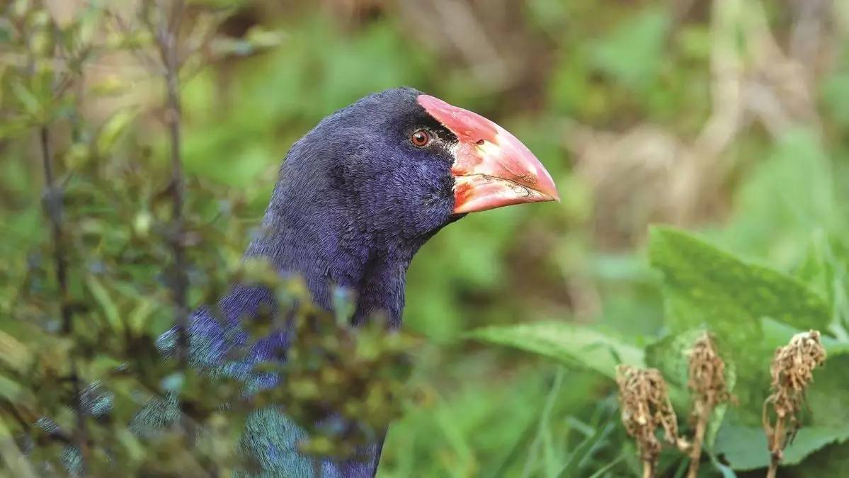 老中医蜂蜜系列,老中医生姜蜂蜜