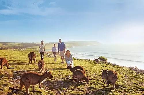 是什么让40000华人把澳洲药房搬空?甚至连仓库也不放过!