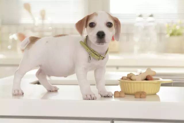 狗狗领回家多久可以训练呢,狗狗新手上路请多关照