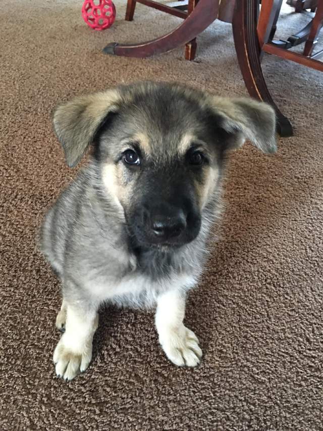 德国牧羊犬耳朵的标准,德国牧羊犬耳朵外翻怎么回事