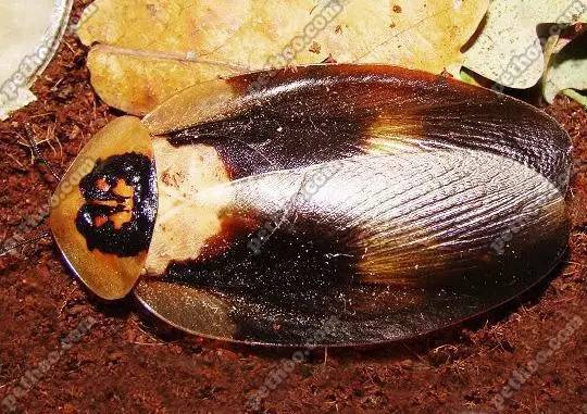 神马鬼|10万1只的奇葩昆虫宠物