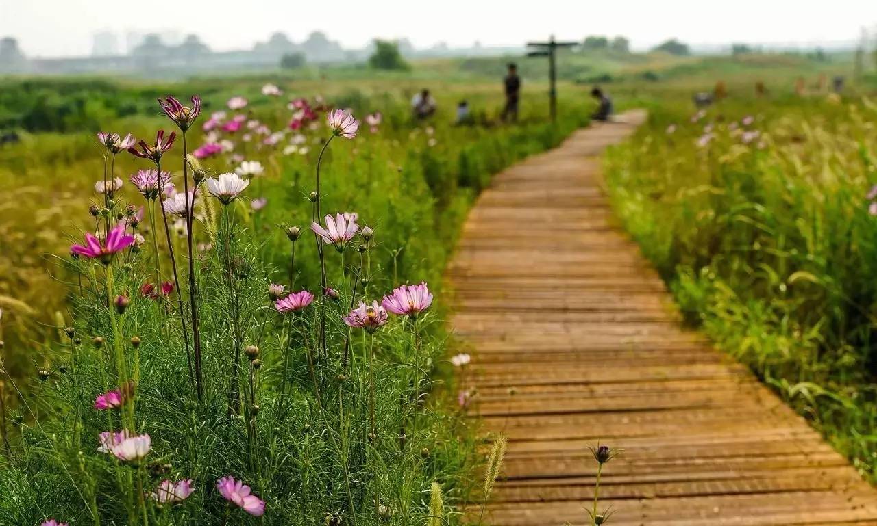灞渭车游湿地公园价格,西安灞渭车桥湿地免费不