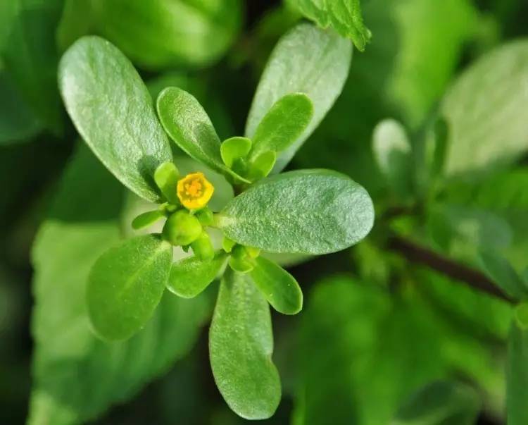 马齿苋的食用方法与药用价值,马齿苋的食用方法以及做法