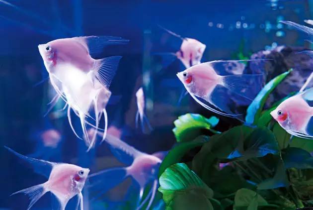 世界第一！台湾屏东水族王国靠出口观赏鱼虾年赚上亿