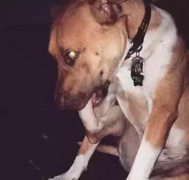 傻汪一言不合就啃脚没病可好，啃出病该怎么办？