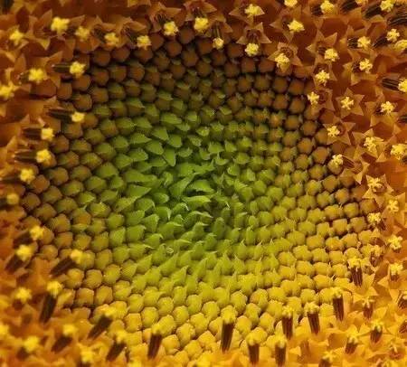 向日葵简短介绍,向日葵简短的知识