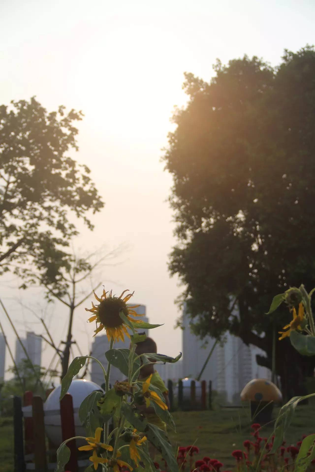 向日葵简短介绍,向日葵简短的知识