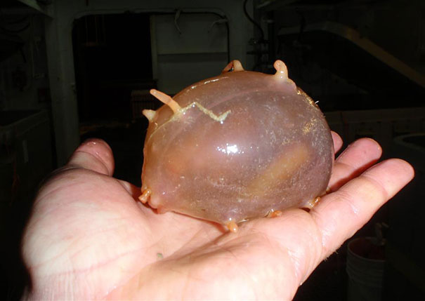 熊猫蚂蚁动物视频,大熊猫少见多怪