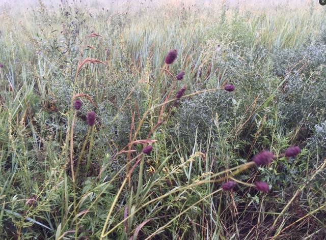 草原大雨来临前的场景,草原大雨来临