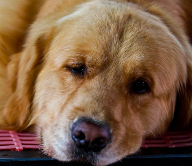 曾经通州的名片梨园狗市即将搬迁,狗狗们将何去何从?