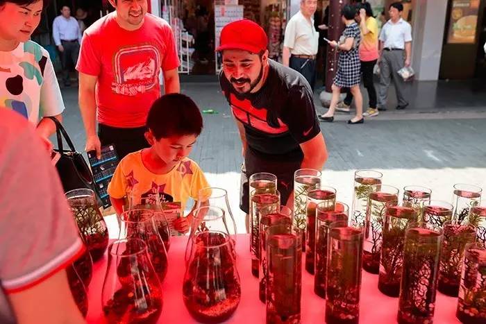 红斑马鱼品种大全图片,热带鱼新手入门推荐小鱼缸