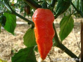 鹦鹉没有食物就不会过来,鹦鹉为什么会吃小米椒