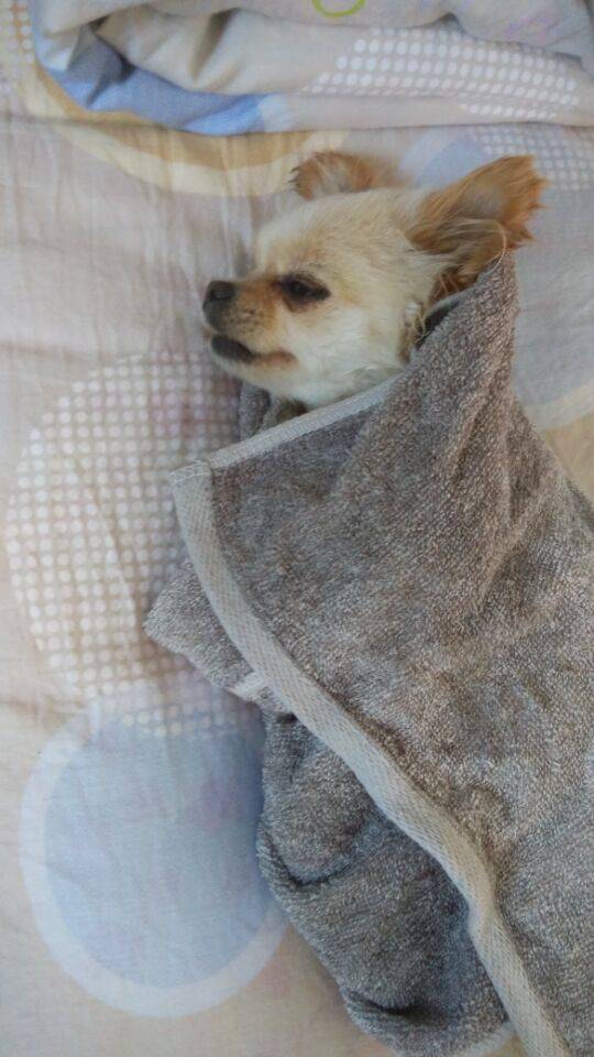 狗狗吃了骨头拉血是怎么回事,狗狗吃骨头拉血死亡