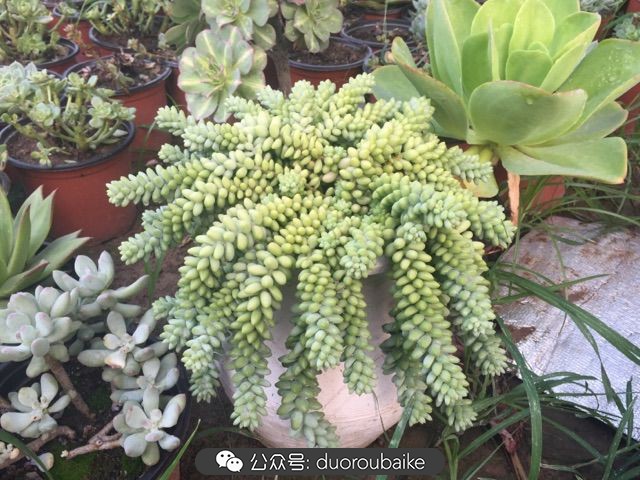 当多肉普货养出颜值，让所谓的韩货欧货都羞涩万分！