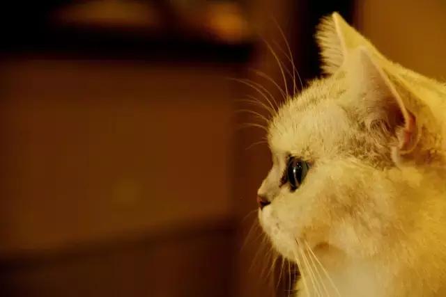 搴楅摵閲囪,搴楅摵涓撹