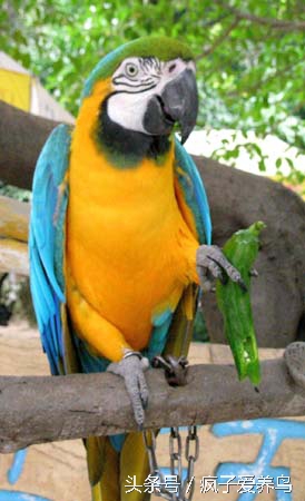 鹦鹉没有食物就不会过来,鹦鹉为什么会吃小米椒